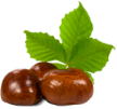 Castaño de Indias — ingrediente de Varitone