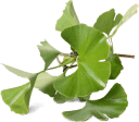 Ginkgo Biloba — componente activo de Varitone